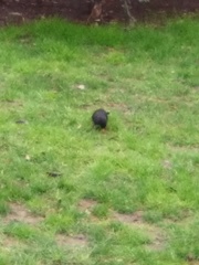 Turdus merula