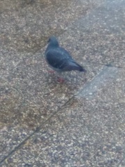 Columba livia domestica