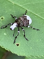Eurymycter