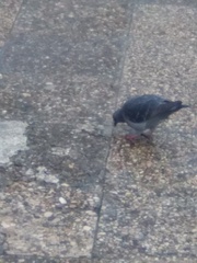 Columba livia domestica