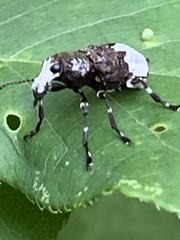 Eurymycter