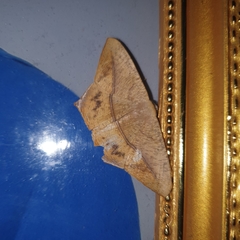 Prochoerodes onustaria