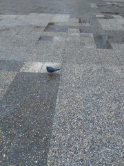 Columba livia domestica