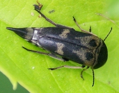 Glipa oculata