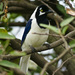White-tailed Jay - Photo (c) David Cook, some rights reserved (CC BY-NC)