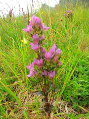 Gentianella rhaetica