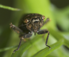 Aphrodes makarovi
