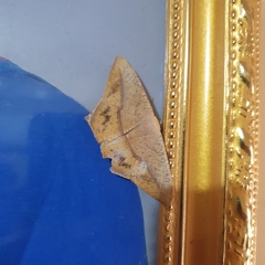 Prochoerodes onustaria