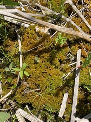 Sphagnum contortum