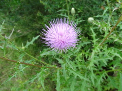 Cirsium engelmannii