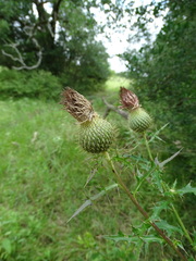 Cirsium engelmannii