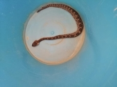 Crotalus molossus oaxacus