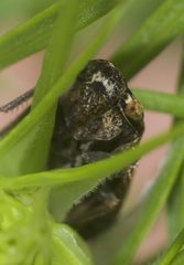 Aphrodes makarovi