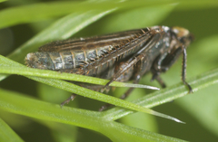 Aphrodes makarovi