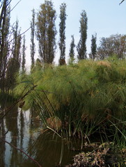 Cyperus papyrus