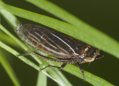 Aphrodes makarovi