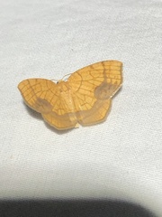Nematocampa resistaria