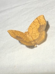 Nematocampa resistaria