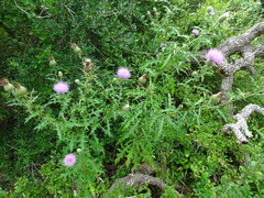 Cirsium engelmannii