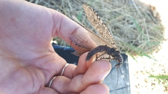 Protochauliodes spenceri