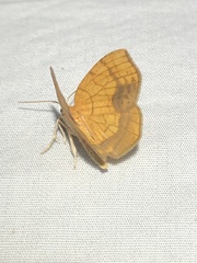 Nematocampa resistaria