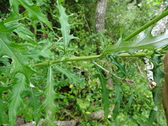 Cirsium engelmannii