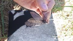Protochauliodes spenceri