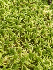 Sphagnum affine