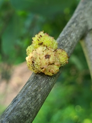 Phylloxera spinosa