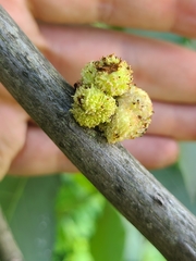 Phylloxera spinosa