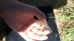 Protochauliodes spenceri