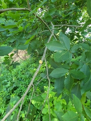 Phylloxera spinosa