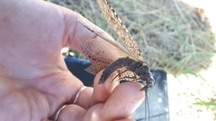 Protochauliodes spenceri