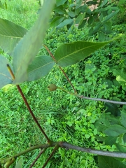 Phylloxera spinosa