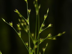 Juncus anthelatus