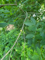 Phylloxera spinosa