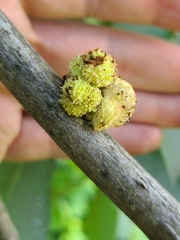 Phylloxera spinosa