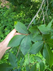 Phylloxera spinosa