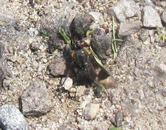 Chrysops cincticornis