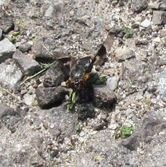 Chrysops cincticornis