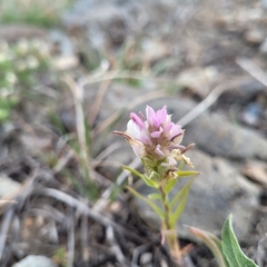 Orthocarpus cuspidatus