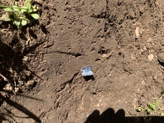 Plebejus anna