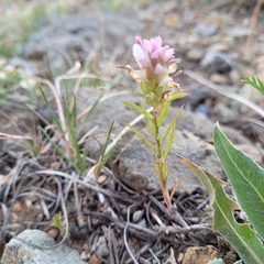 Orthocarpus cuspidatus
