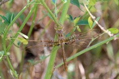 Neurocordulia xanthosoma