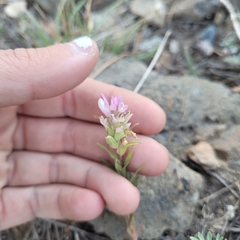 Orthocarpus cuspidatus