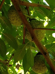 Maclura pomifera