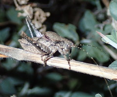 Aglaothorax diminutiva