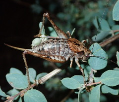 Neduba castanea