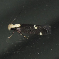 Chionodes phalacra