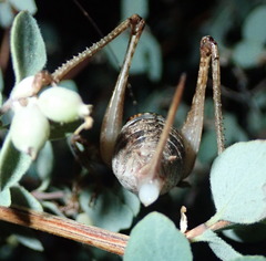 Neduba castanea